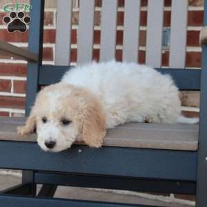 Giggles, Mini Goldendoodle Puppy